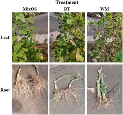 Mixed oligosaccharides-induced changes in bacterial assembly during cucumber (Cucumis sativus L.) growth